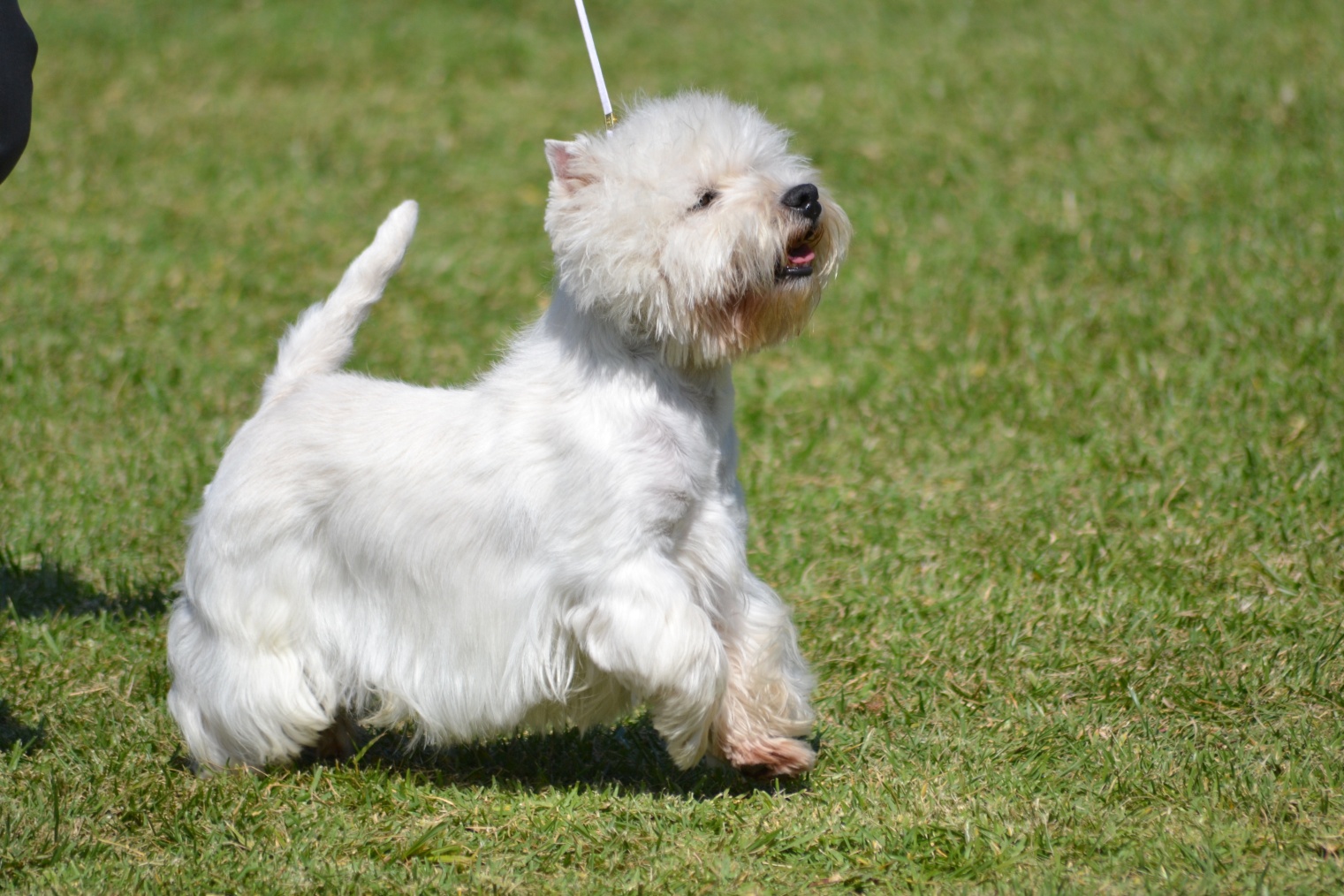 alborada westies