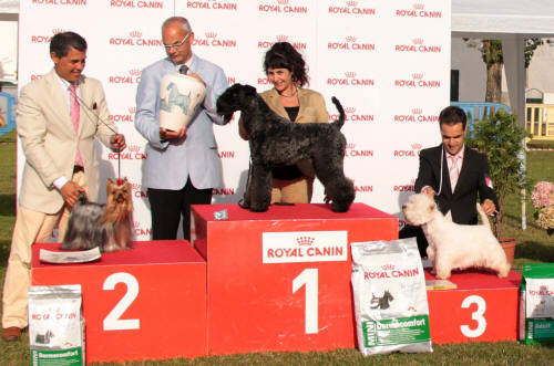 Alborada Ideal 3º Best In Show Monográfica de terriers 2013